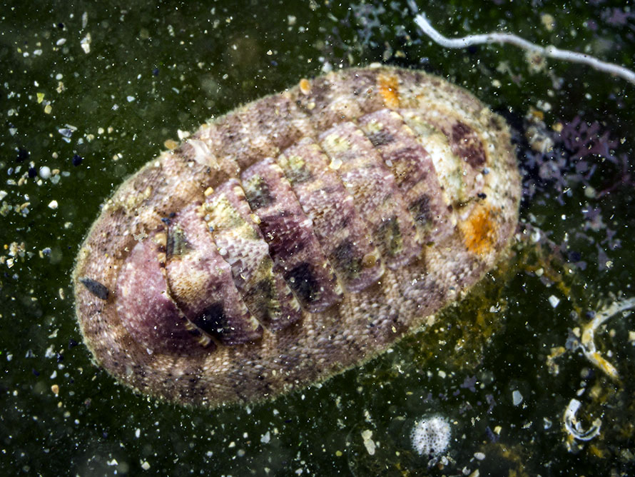 Ischnochitonidae 3